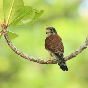 Seychellenfalke (lat. Falco araeus) – endemischer Vogel der Seychellen