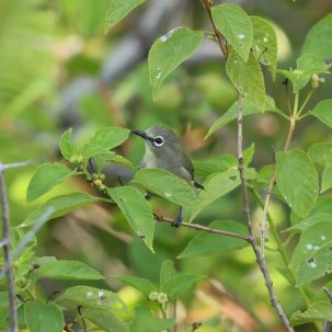 Seychellen-Brillenvogel (lat. Zosterops modestus) – endemischer Vogel der Seychellen