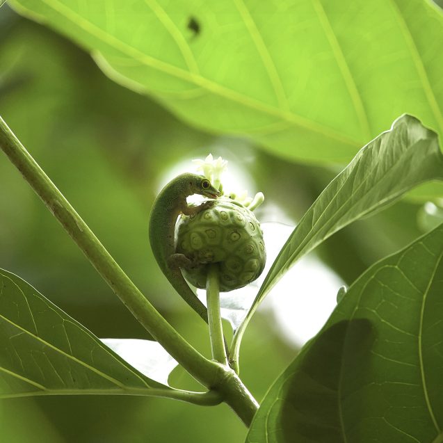 Taggecko (lat. Phelsuma sundbergi) auf den Seychellen