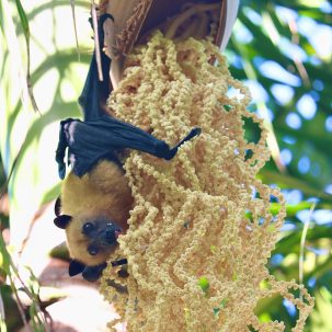 Laura Gómez Devia mit Flughund (lat. Pteropus seychellensis) auf den Seychellen