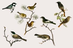 Vogelstimmen und Artenvielfalt – Umweltethik Stammtisch
